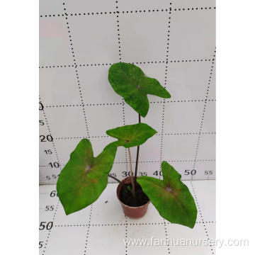 caladium hongmai with fast delivery